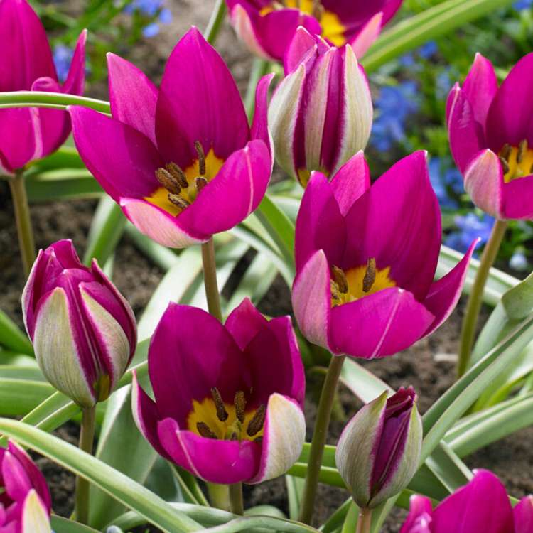 Botanisk tulpan 'Persian Pearl'